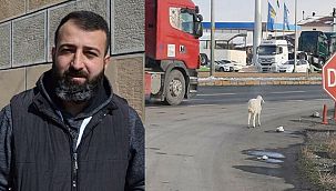 Yolda bulduğu kuzuyu aracına aldı