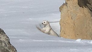 Beyaz gelincik yüzünü gösterdi