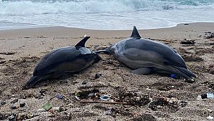 Beykoz’da iki ölü yunus karaya vurdu