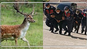 Hayvanat bahçesindeki geyiği kaçırıp yediler 
