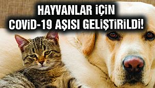 Hayvanlar İçin Kovid-19 Aşısı Üretildi!