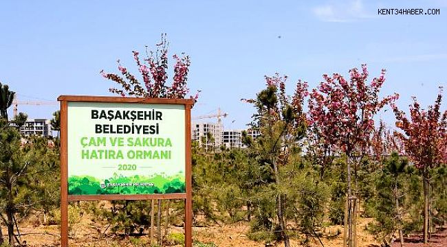 Çam ve Sakura Hatıra Ormanı'nda Çiçekler Açtı