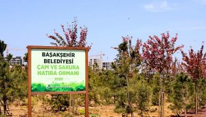 Çam ve Sakura Hatıra Ormanı'nda Çiçekler Açtı