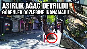Asırlık Çınar Ağacı Dükkanların Üzerine Devrildi!