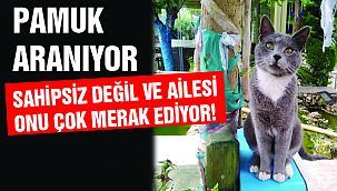 Kayıp Pamuk Aranıyor!