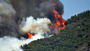 Muğla'da Can Pazarı!