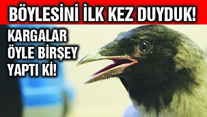 Olay Üç Karga Arasında Oldu! Şaşırtan Haber