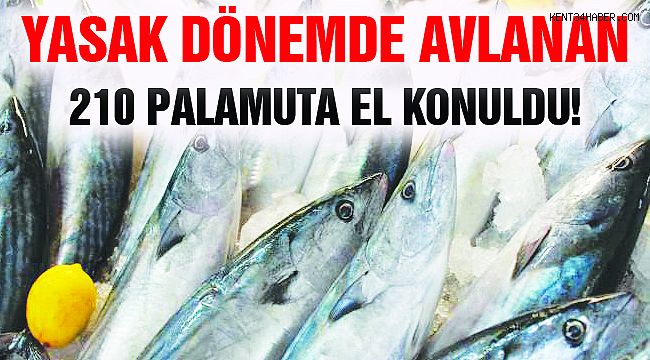 Yasak Avlanan Palamutlara El Konuldu!