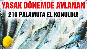 Yasak Avlanan Palamutlara El Konuldu!