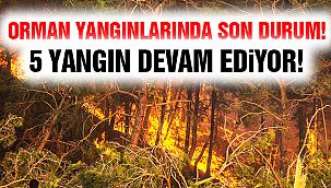 Orman Yangınlarında Son Durum!