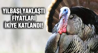 Hindi Fiyatları İkiye Katlandı!