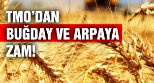 TMO'dan Buğday ve Arpaya Zam!