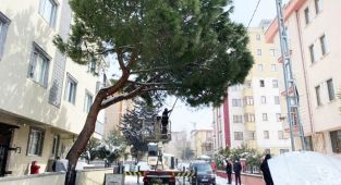 Kardan Etkilenen Ağaçlara Kartal Belediyesi Ekiplerinden Anında Müdahale