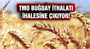 TMO Buğday İthalatı İhalesi Açtı