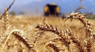 Küresel Gıda Fiyatlarında Yeni Rekor