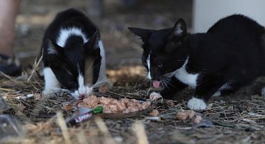 Kartal Belediyesi’nden Aydos Ormanı’nda Örnek Çalışma