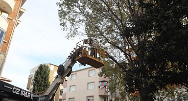 Kartal’da Ağaç Budama Çalışmaları Devam Ediyor