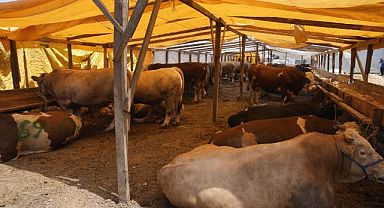 Kartal’da Kurban Satış ve Kesim Alanları Bayrama Hazır