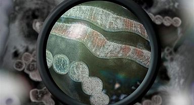 Meksika'da kuş gribi uyarısı!