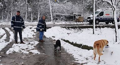Kartal Belediyesi’nden Sokak Hayvanlarına Mama Desteği