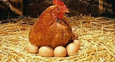 Yumurta üretimi %9,7 azaldı!