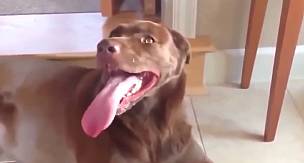 KÖPEKLERİN İLGİNÇ VE KOMİK HALLERİ