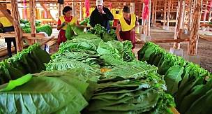 SİGARADAN ÖLEN İLK İNSAN (TÜTÜNÜN TARİHİ)